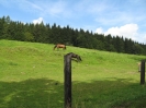 Šumava