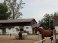 Koně na farmě Galopp Major.